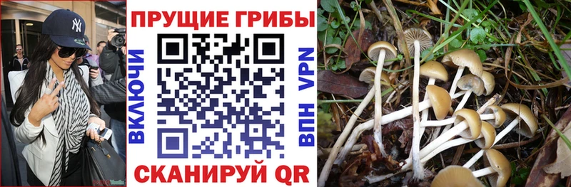 Галлюциногенные грибы GOLDEN TEACHER  цена   Кодинск 